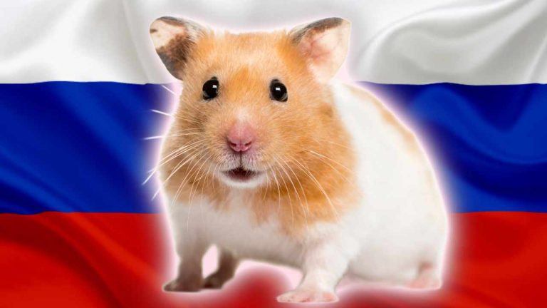 87% of Russians Aware of Cryptocurrency, 42% Familiar With Hamster Kombat, Survey Shows