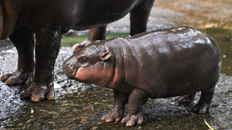 Adorable Baby Hippo Inspires Moo Deng Token — Soars 1,398% in a Week