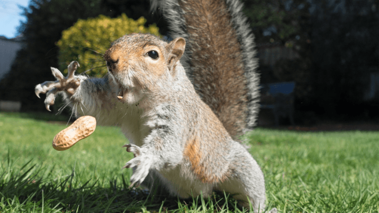 Is the Owner of Peanut the Squirrel a Serial Memecoin Opportunist?