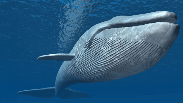 Whale Nets $1.6M Profit With 50x Leverage Amid Trump’s Crypto Reserve Announcement